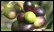 Olive Harvest