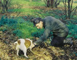 Truffle Hunting