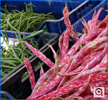 Borlotti