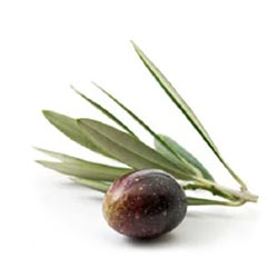 A fresh olive and its leaves and stem