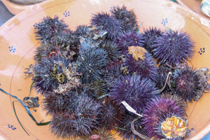 Sea urchins in Puglia